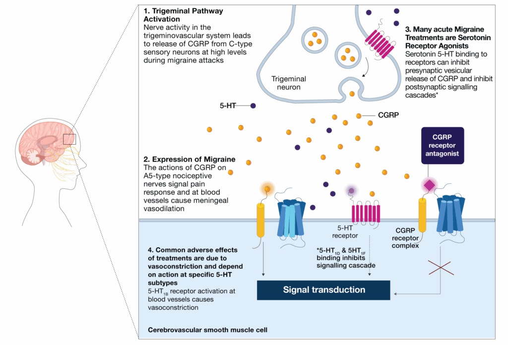 Illustration of serotonin 5-HT binding to receptors - treatment for migraines.